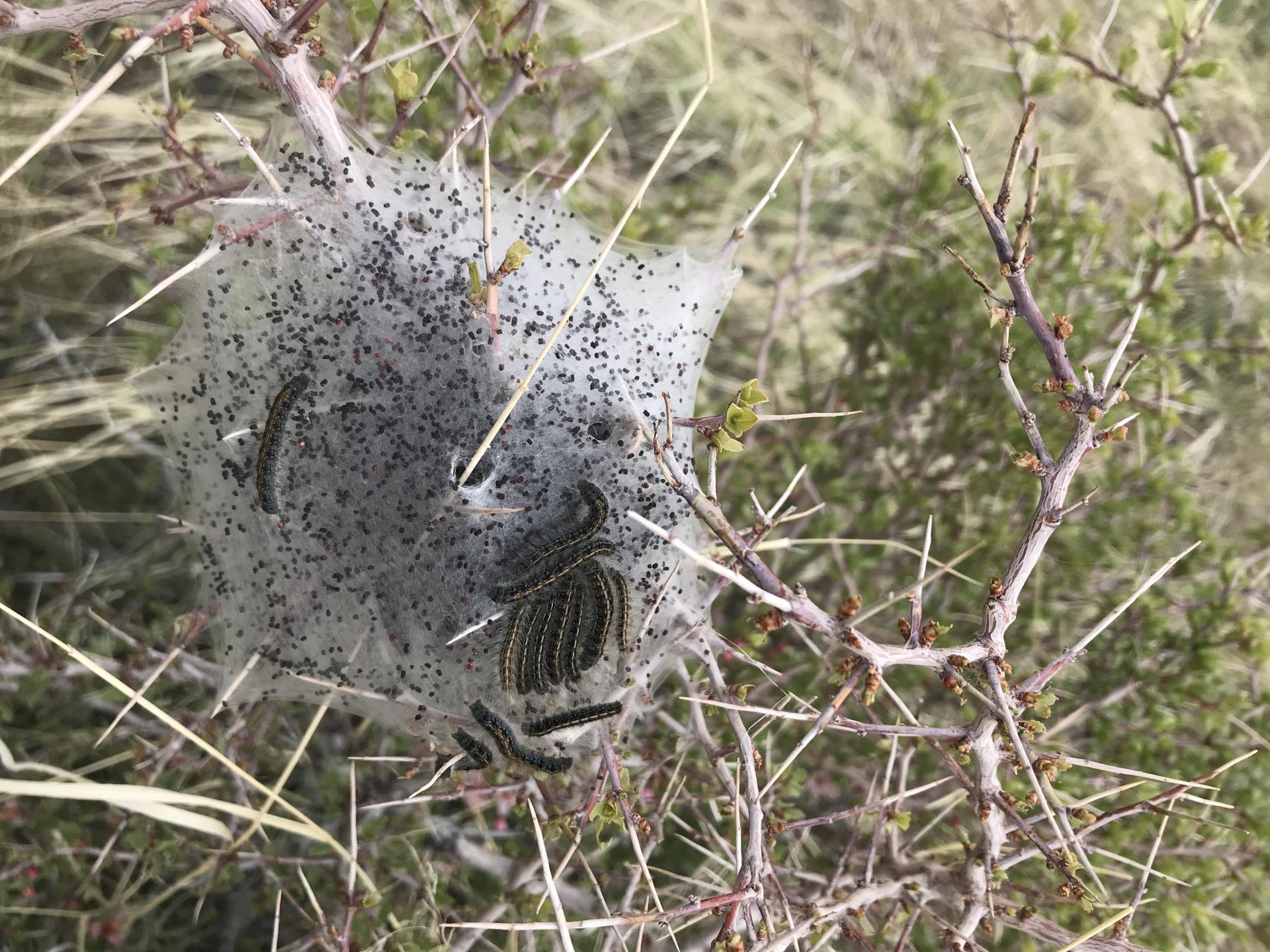 帐篷毛虫在沙漠桃树上筑巢.